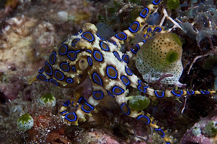 Blue-ringed octopus in Ambon, Indonesia.  (Matthew Oldfield)