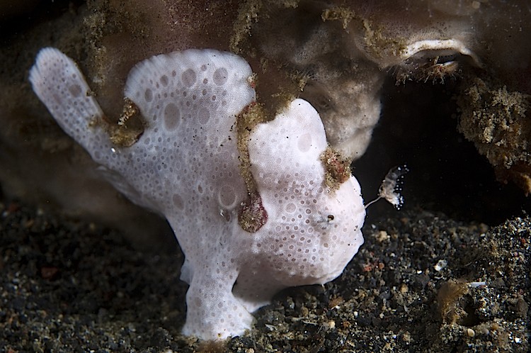 A hunting painted frogfish using a lure to attract its prey at Lembeh Strait in Sulawesi, Indonesia. (Matthew Oldfield)