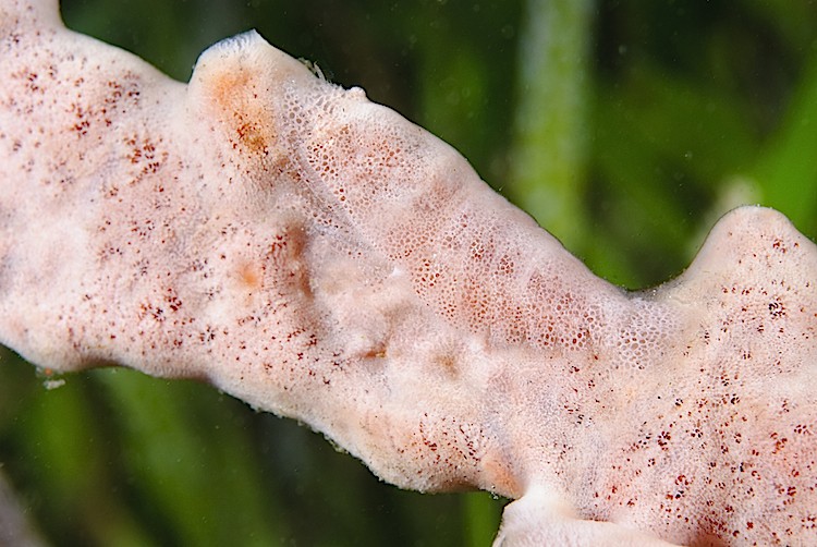 A well-camouflaged paron shrimp on a sponge at Manado in Sulawesi, Indonesia. (Matthew Oldfield)