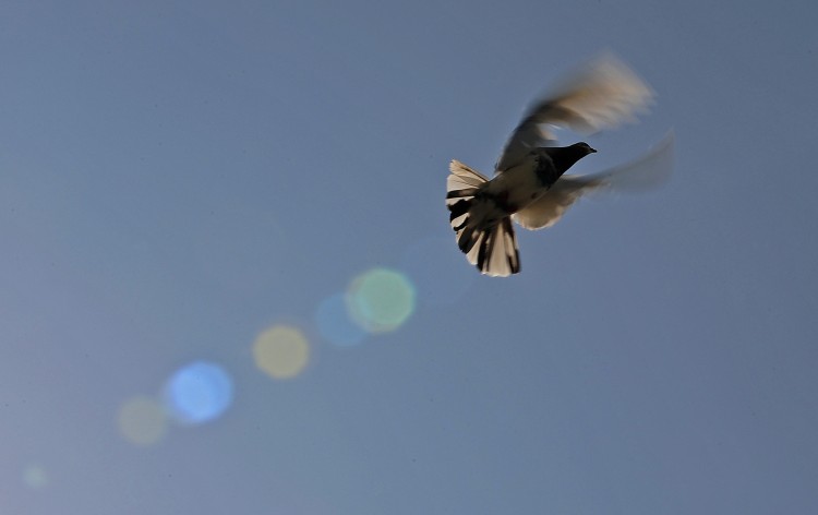 A pigeon flies from a coop in Lahore on October 24, 2010. (Carl de Souza//AFP/Getty Images) 