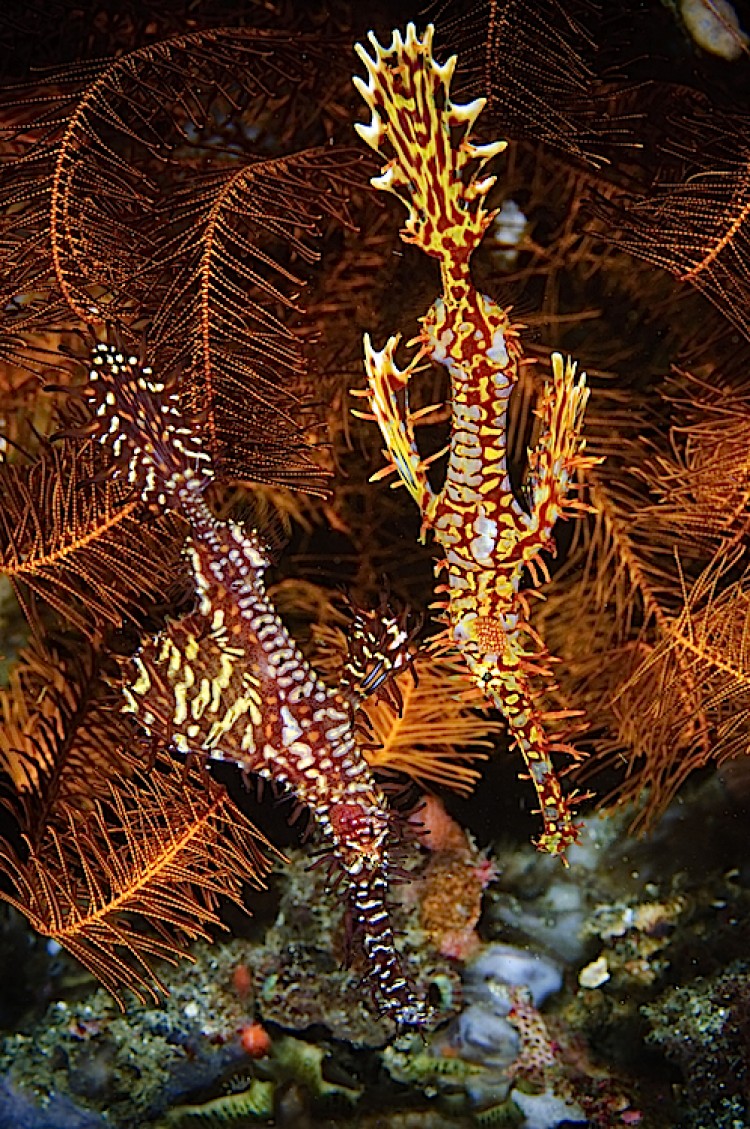 A pair of Harlequin or ornate ghost pipefish (Solenostomus paradoxus) at Lembeh Straits in Sulawesi, Indonesia. (Matthew Oldfield)