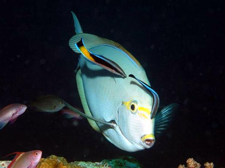 CLEANING A LARGER FISH: A pair of Labroides dimidiatus eat parasites and algae on an Achanthurus mata client. (Courtesy of Gerry Allen)