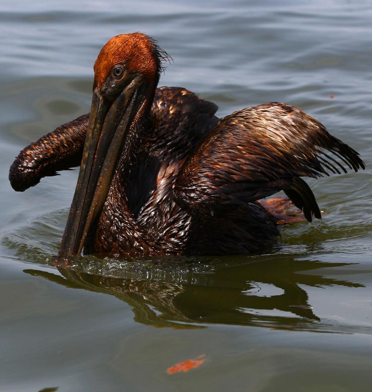 An oiled brown pelican floats in Barataria Bay June 6, near Grand Isle, Louisiana. BP's latest attempt to stem the flow of oil from the well head is capturing a portion of the oil flowing out, but much of it continues to flow into the Gulf.  (Win McNamee/Getty Images)