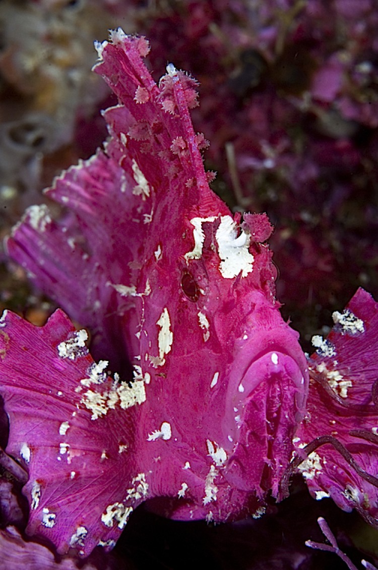 Pink leaf scorpionfish at Bunaken off Sulawesi in Indonesia. (Matthew Oldfield)