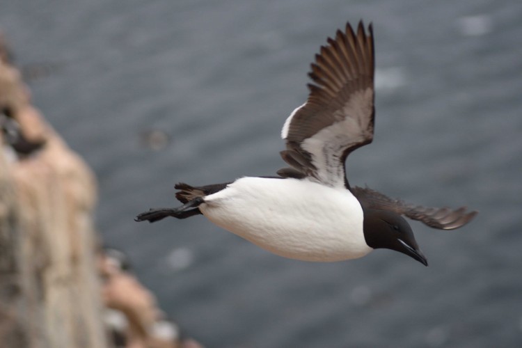 Brünnich's guillemots have the highest flight costs of any bird. (Kyle Elliott) 