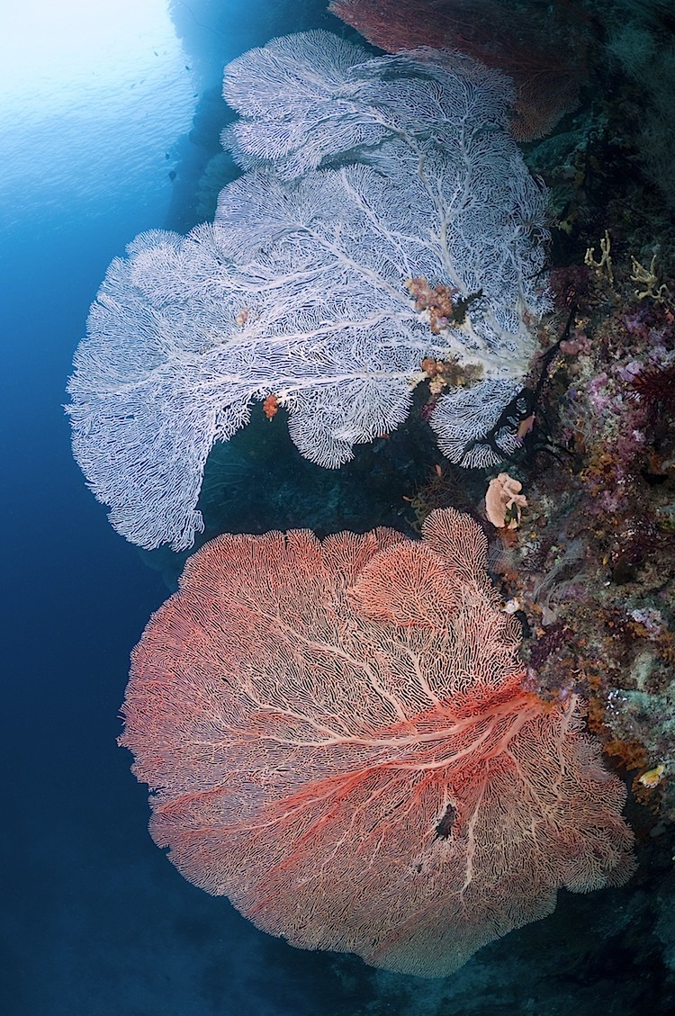 Large sea fans growing on a wall at Misool in West Papua, Indonesia. (Matthew Oldfield)