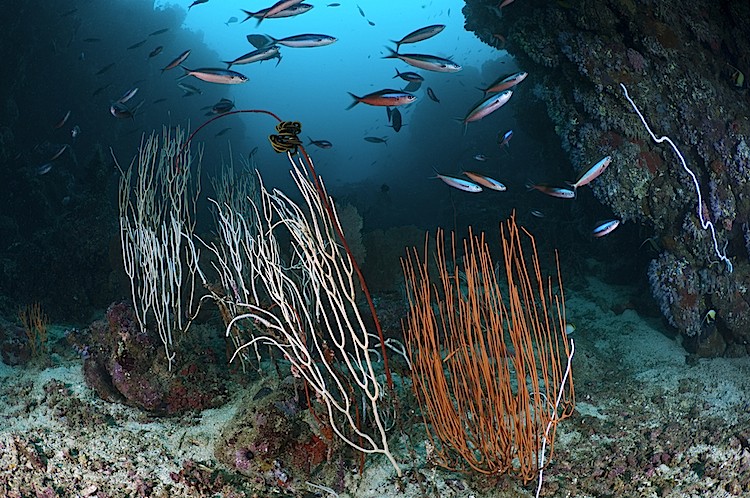 Sea whips and fusiliers at Pulau Weh in Sumatra, Indonesia. (Matthew Oldfield)