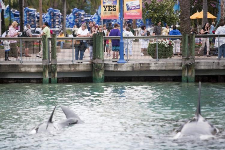 Guests watch an orca display near the exit of SeaWorld February 24, 2010 in Orlando, Florida. The recent death of animal trainer Dawn Brancheau has brought attention to captive whales. (Matt Stroshane/Getty Images)