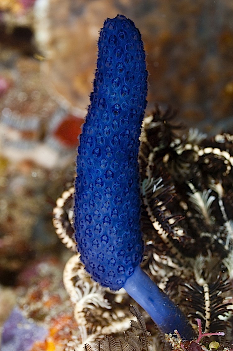 A stalked colonial ascidian in Komodo National Park, Indonesia. (Matthew Oldfield)