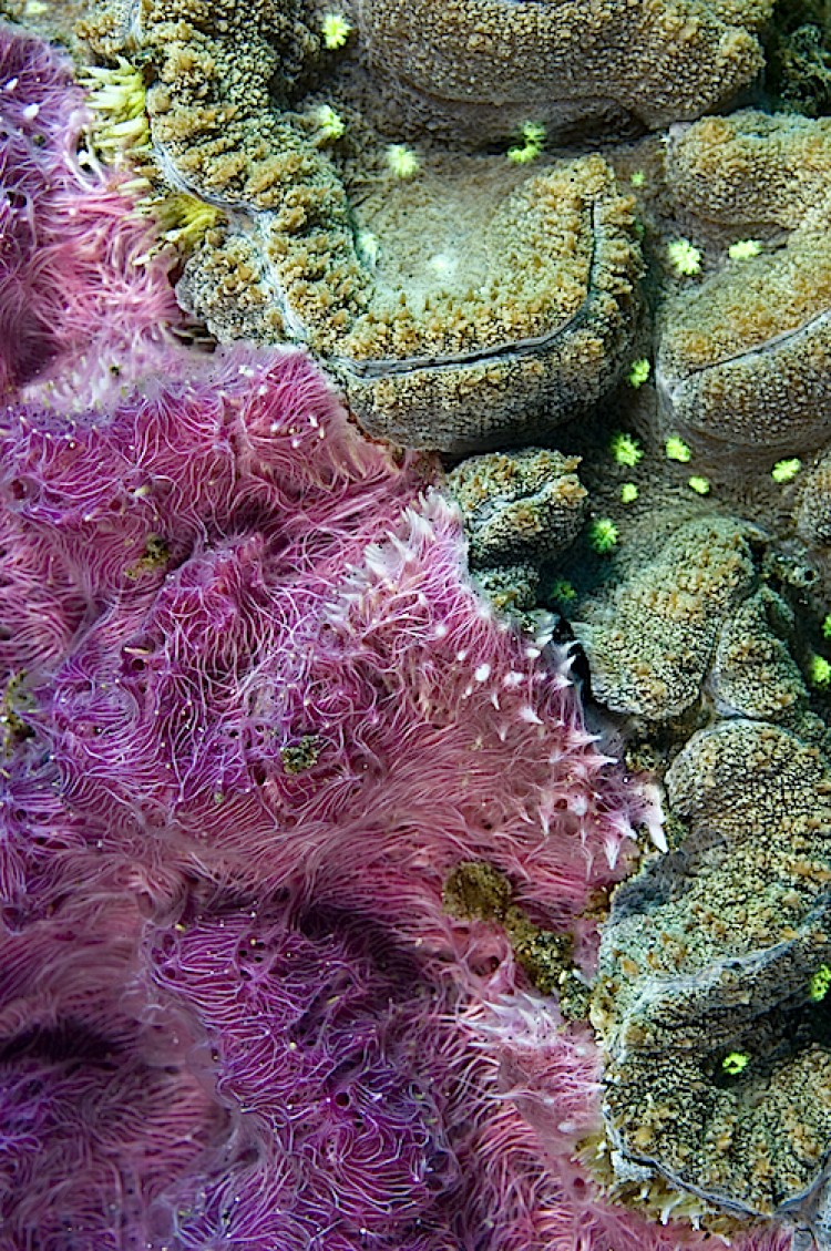 Hard coral attacked and ovegrown by a sponge at Lembeh Strait in Sulawesi, Indonesia. (Matthew Oldfield)