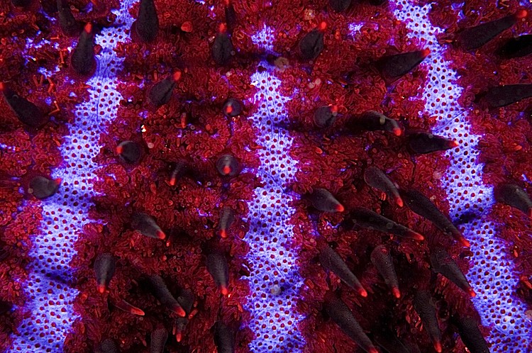 Close up of the body of a crown-of-thorns starfish at Pulau Weh, Sumatra in Indonesia. (Matthew Oldfield)