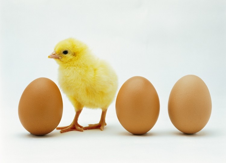 What chicks eat affect their eggs. (Photos.com)