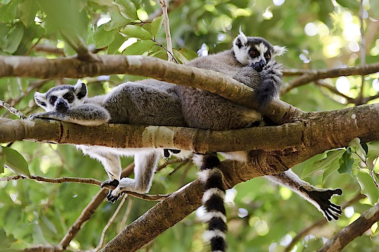 A pair of ring-tailed lemurs at Nahampoana Reserve, Madagascar. (Matthew Oldfield)