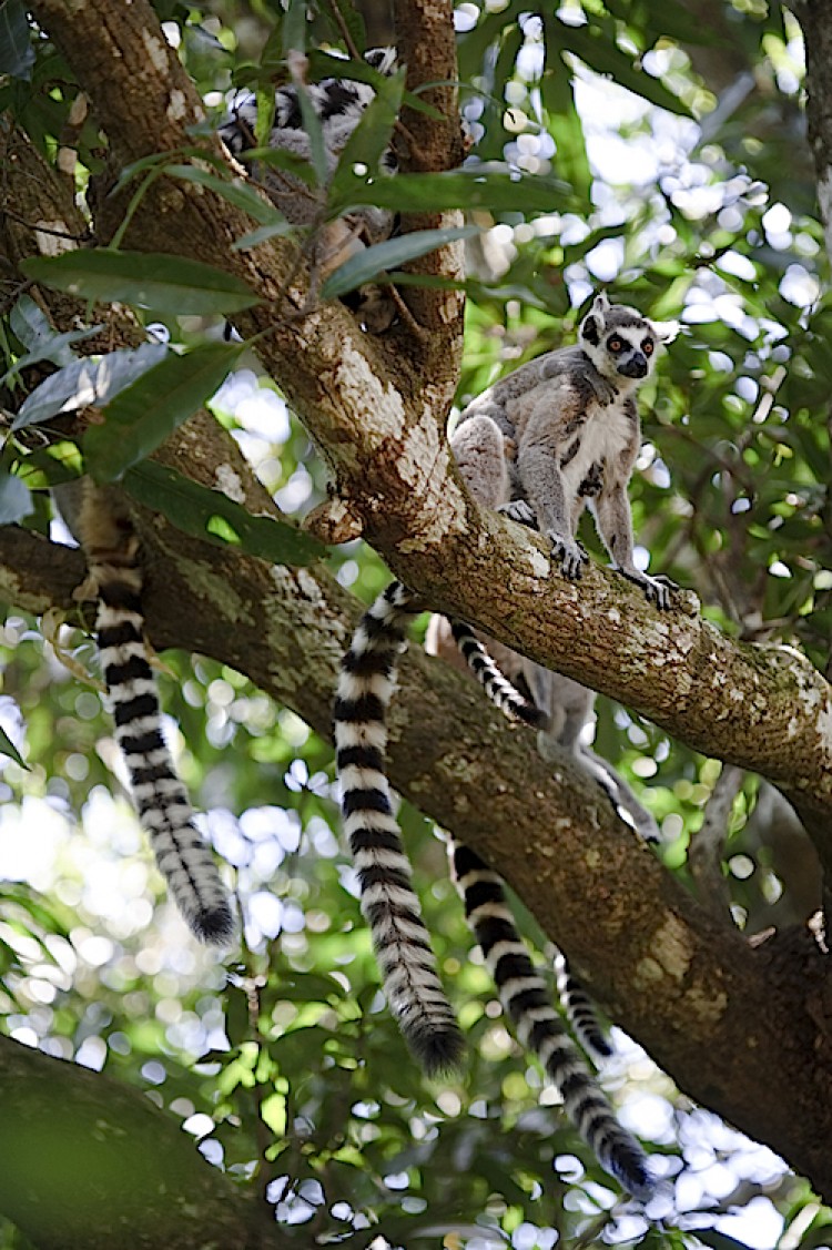 A group of ring-tailed lemurs at Nahampoana Reserve, Madagascar. (Matthew Oldfield)