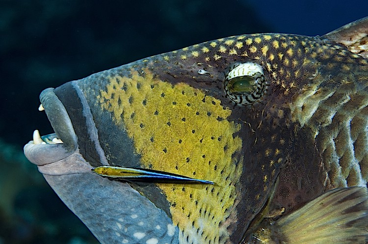 Close-up of a titan triggerfish with a cleaner wrasse at Misool, West Papua, in Indonesia. (Matthew Oldfield)