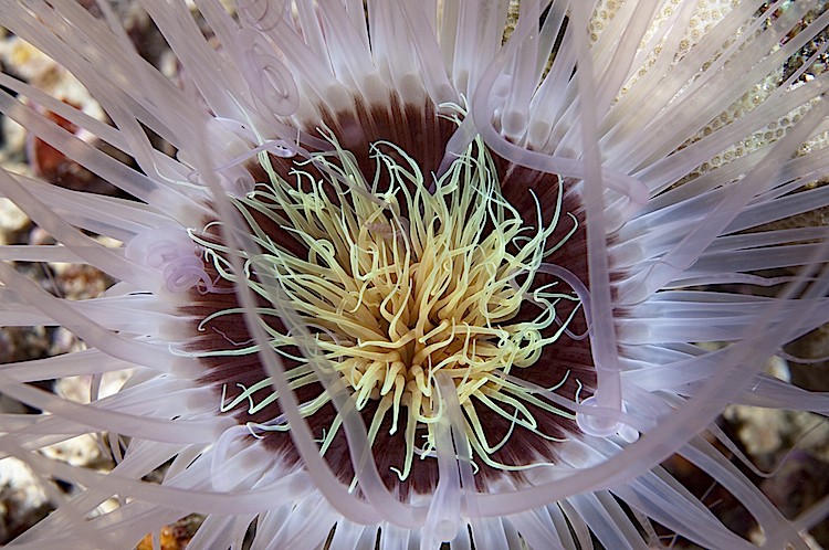 Close-up of a tube anemone at Misool in West Papua, Indonesia. (Matthew Oldfield)