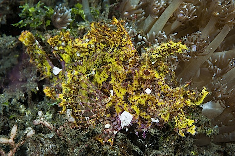 Highly camouflaged weedy Scorpionfish at Lembeh Strait in Sulawesi, Indonesia. (Matthew Oldfield)