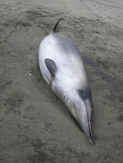 When two of the exceedingly rare spade-toothed whales washed up on a New Zealand shore, they were initially mistaken for the more common Gray's beaked whales, pictured here. (New Zealand Government)