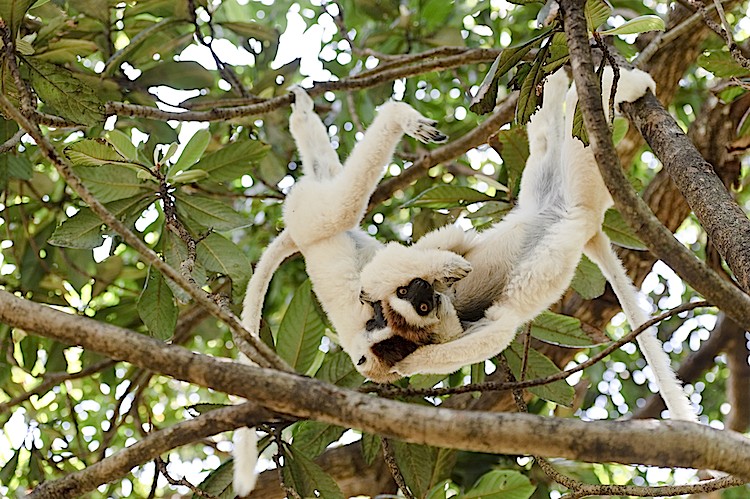 A pair of Verreaux's sifaka playing in a tree at Nahampoana Reserve, Madagascar. (Matthew Oldfield)