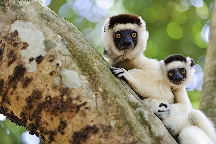 Female and juvenile Verreaux's sifaka at Nahampoana Reserve, Madagascar. (Matthew Oldfield)