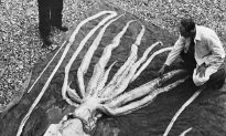 Giant Squid Washes Up in New Zealand