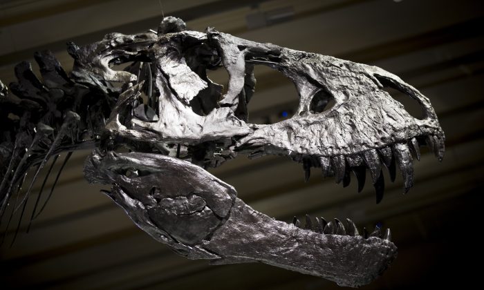 real t rex fossil