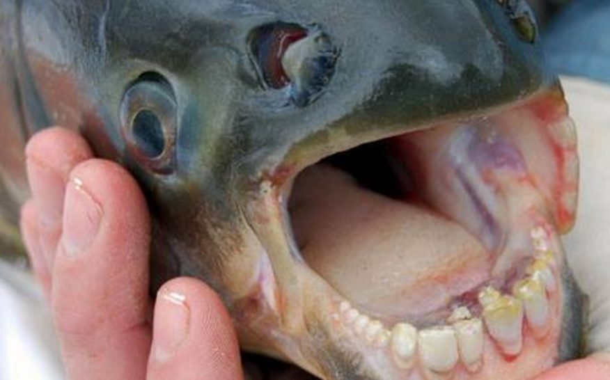 Fish With ‘Human Teeth’ Being Found in Michigan Lakes