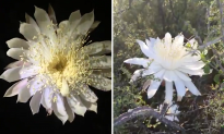 Rare Flowers Bloom for One Night in Arizona Desert, Then Die