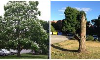 The Sad Reality for Trees at a Time When We Need Them Most