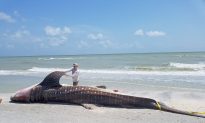 Scientists Seek New Ways to Combat Florida’s Growing ‘Red Tide’