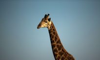 ‘Covered in Blood’: Giraffe Attacks Mother and 3-Year-Old Boy