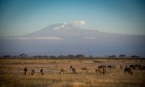 Kilimanjaro: Climbing My Way to Some Peace of Mind