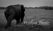 Documentary Captures the Magic and Majesty of the African Elephant