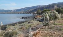 Video: Spider Webs Cover Entire Greek Lagoon