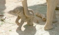 Early Birth of Elephant Calf Surprise to Zoo Keepers