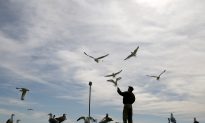 Waterfowl Hunting Available at Ecological Reserve in Next 3 Months