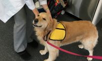 Therapy Dogs Can Spread Superbugs to Kids, Hospital Finds