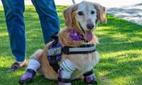 Quadruple Amputee Golden Retriever Wins American Hero Award