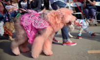 More Than 31 Million Americans Plan to Dress Their Pets for Halloween