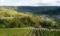 Climate Change Hits Germany, and Winemakers Couldn’t Be Happier