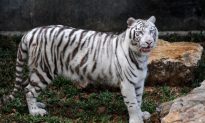 Rare White Tiger Kills Zookeeper in Japan, Family Speaks Out