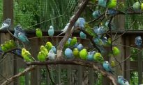 Florida Zoo Hopes to Rebuild After Devastating Blow From Hurricane Michael