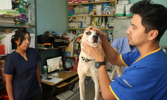 Despite Love for Pet Dogs, Mexico Has Highest Number of Stray Dogs in Latin America