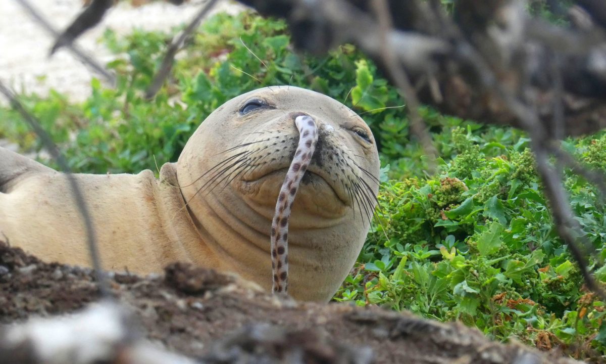 Hawaiian Monk Seals Face New Threat: Getting Eels Stuck Up Their Noses