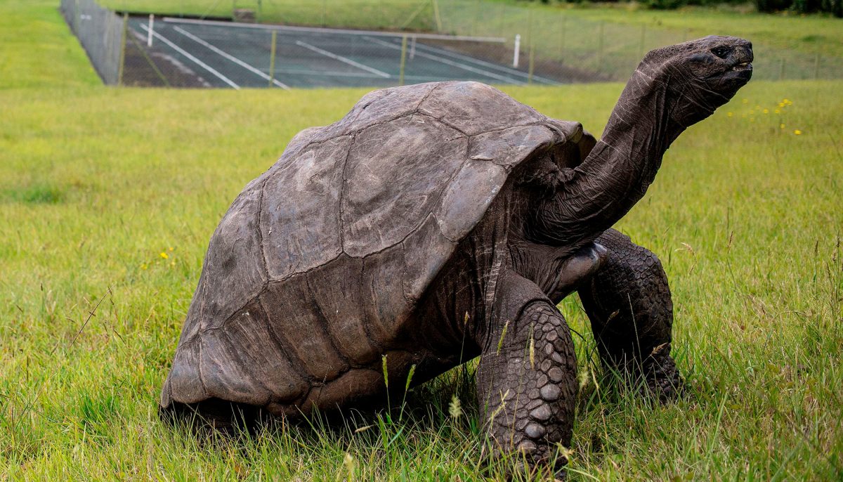 187-Year-Old Jonathan the Tortoise of St. Helena Is the World’s Oldest