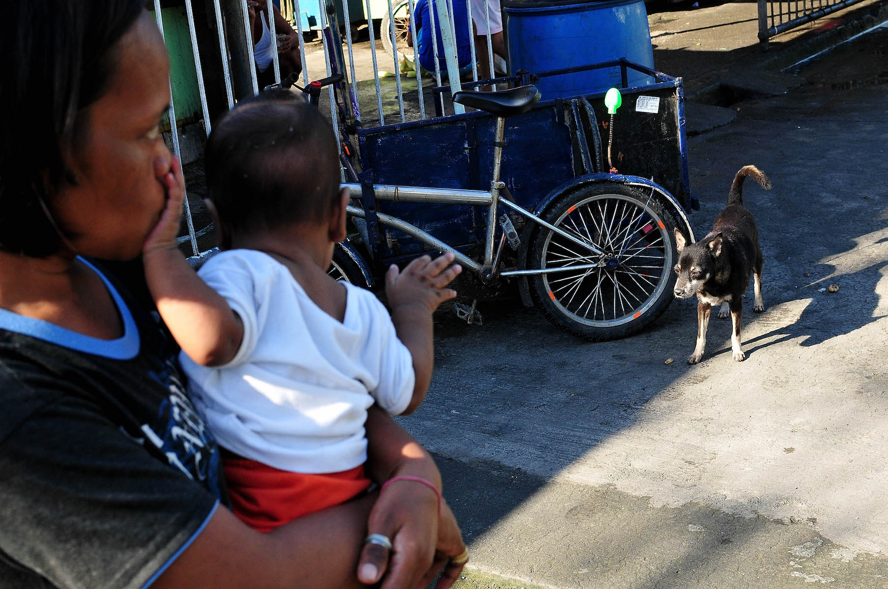 wandering dog the day of the rage of the philippines world