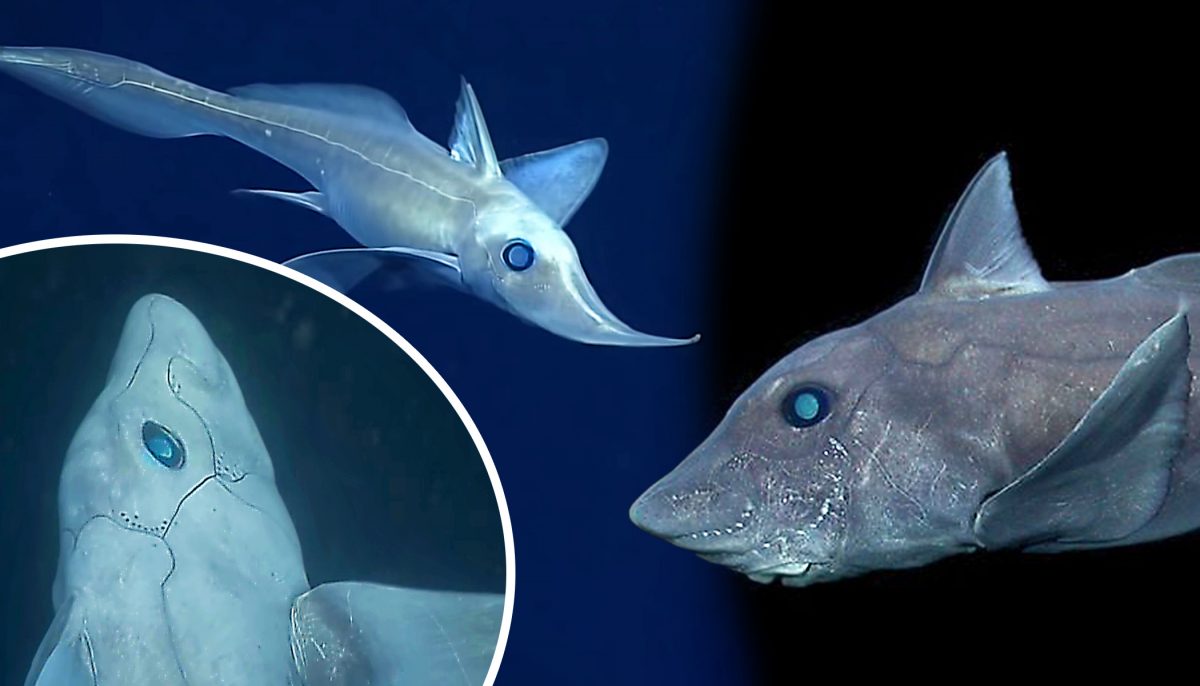 Video: Mysterious ‘Ghost Shark’ Caught On Camera–They Live 2,000m DEEP ...