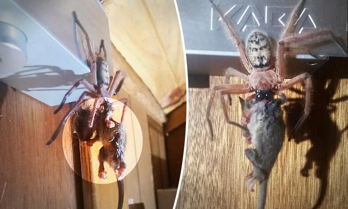 Husband and Wife Spot Giant Spider Eating a POSSUM on Vacation in Tasmania