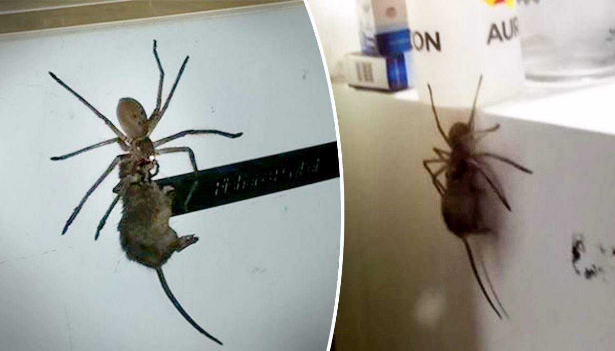 Australian Man Films Horrifyingly Large Huntsman Spider Carrying Dead ...