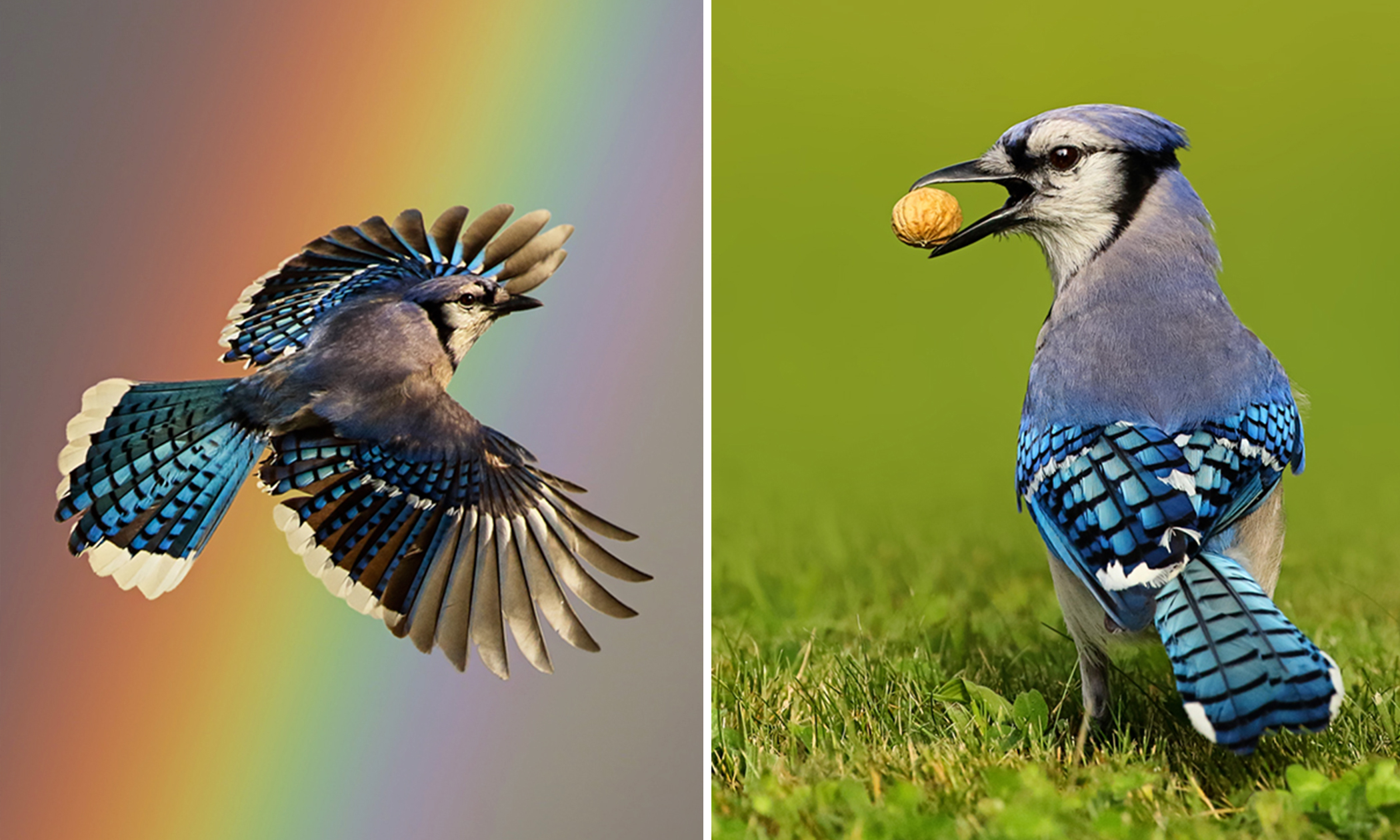 Photographer Captures Breathtaking Close-Up Photos of Blue Jays in Her Own Backyard